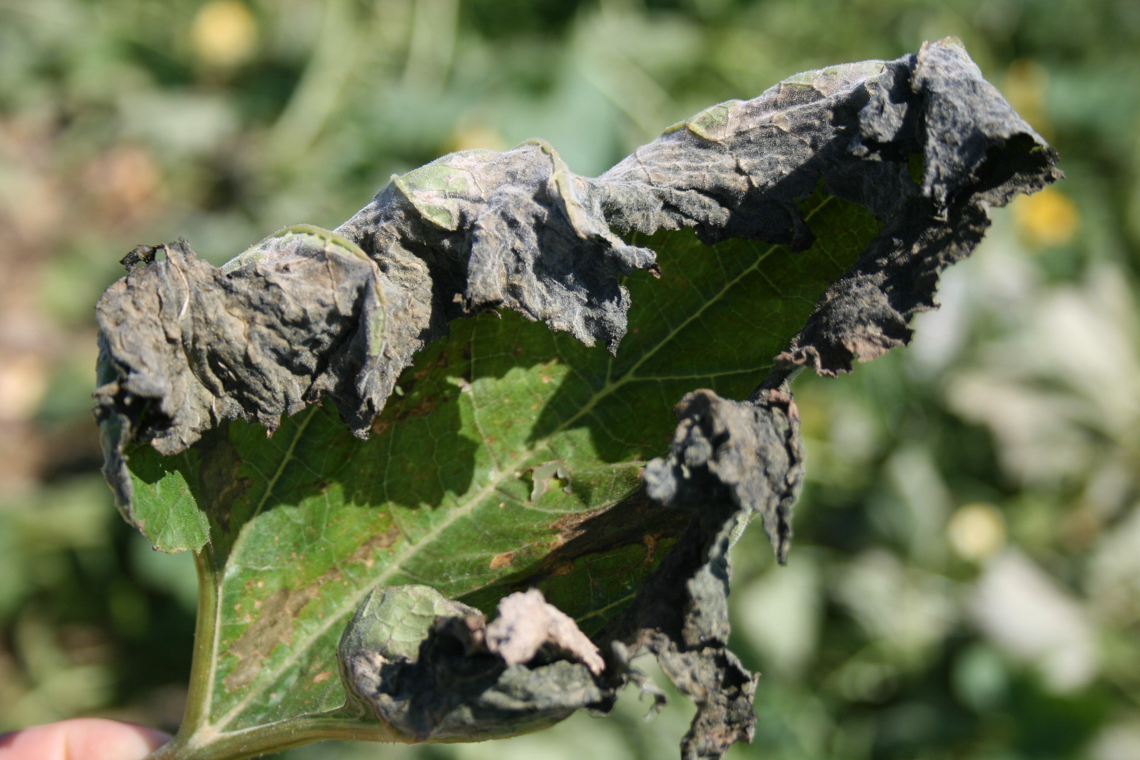 Wind Damage Sandblasting On Cucurbit Crops Scouting Guides For